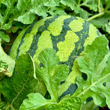 50+ PCS  Watermelon Seeds, Planting  for Gardens