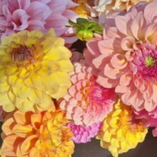 200 PCS Dahlia Flower Seeds for Planting, Multi-Color Pompon Blooms Attract Pollinators, Rapid Outdoor Landscaping