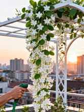 100 PCS Jasmine Seeds Bridal Veil High Germination Rate Nodding Clerodendron for Home Garden Fragrant Blooms Rare Cascading Jasmine Perfect for Balconies & Indoor Pots