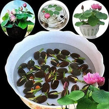 20 pcs Mixed Colors Lotus Seeds  Plant Seeds