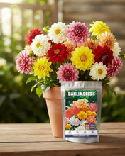 200 PCS Dahlia Flower Seeds for Planting, Multi-Color Pompon Blooms Attract Pollinators, Rapid Outdoor Landscaping