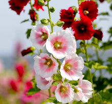 200 PCS Hollyhock Seed Mix  seeds for Planting Showy Perennial Flower Multicolor Mixture