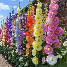 200 PCS Hollyhock Seed Mix  seeds for Planting Showy Perennial Flower Multicolor Mixture