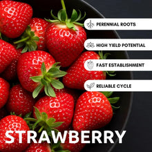 800+pcs Strawberry Seed Plants -  Plants to Grow Strawberries