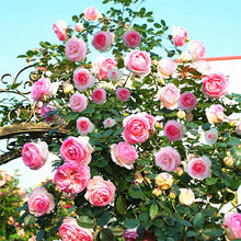 200 Pcs Climbing  rose seeds can be planted four seasons to kind cold and heat resistance
