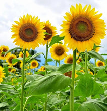 50+ Sunflower Seeds  - Attracts Bees and Butterflies.  Multicolored Sun Flowers Garden Favorite