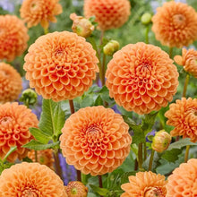 200 PCS Dahlia Flower Seeds for Planting, Multi-Color Pompon Blooms Attract Pollinators, Rapid Outdoor Landscaping