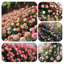 200 pcs Climbing Rose Seeds for Planting for Home Garden Outdoors