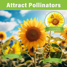 50+ Sunflower Seeds  - Attracts Bees and Butterflies.  Multicolored Sun Flowers Garden Favorite