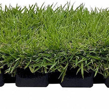 3000 Pcs  Fast Growing Green Grass Seeds for Lawn Home Garden Quality Lawn Care