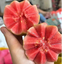 Guava seeds, suitable for potted plants, greenhouses and outdoor gardens, easy-to-cultivate fruit tree seeds.