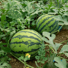 50+ PCS  Watermelon Seeds, Planting  for Gardens