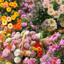 10000 PCS (Moss Rose) Seeds -Mixed Double Portulaca Grandiflora Seeds Planting Ornaments Perennial Garden