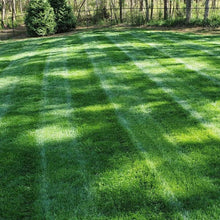 3000 Pcs  Fast Growing Green Grass Seeds for Lawn Home Garden Quality Lawn Care