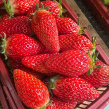 800+Pcs Strawberry Fruit Seeds for Planting Home Garden Outdoor
