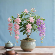 100 PCS Jasmine Seeds Bridal Veil High Germination Rate Nodding Clerodendron for Home Garden Fragrant Blooms Rare Cascading Jasmine Perfect for Balconies & Indoor Pots