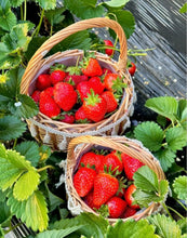 800+Pcs Strawberry Fruit Seeds for Planting Home Garden Outdoor