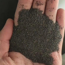 10000 PCS (Moss Rose) Seeds -Mixed Double Portulaca Grandiflora Seeds Planting Ornaments Perennial Garden