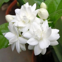 150 Pcs Jasmin Seeds for Planting  Flower Seeds for Home Garden