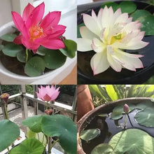 20 pcs Mixed Colors Lotus Seeds  Plant Seeds