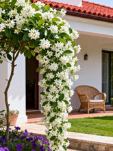 100 PCS Jasmine Seeds Bridal Veil High Germination Rate Nodding Clerodendron for Home Garden Fragrant Blooms Rare Cascading Jasmine Perfect for Balconies & Indoor Pots